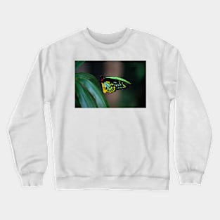 Colour On The Wing Crewneck Sweatshirt